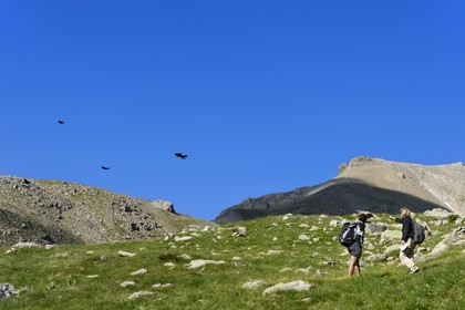 France, Alpes-de-Haute-Provence (04), Uvernet-Fours, parc national du Mercantour, vallée de l'Ubaye, col de la Cayolle (2326 m), vol de Chocards à bec jaune (Pyrrhocorax graculus)