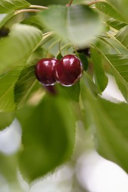 France, cerisier (Prunus cerasus), cerises dans l'arbre