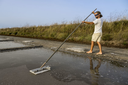 France, Charente-Maritime (17), Ile d'Oléron, Saint-Georges-d'Oléron, cueillette artisanale de la fleur de sel avec une lousse à fleur par le saunier Samuel Barbereau