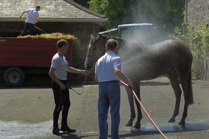 Irlande, Co. Kildare, Maynooth, harras de Moyglare (Stud), lavage du cheval