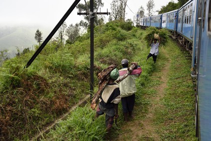 Sri Lanka, Province d'Uva, trajet en train dans la région montagneuse de la culture du thé entre Hatton et Badulla, en bordure de la forêt de nuages du parc national de Horton Plains