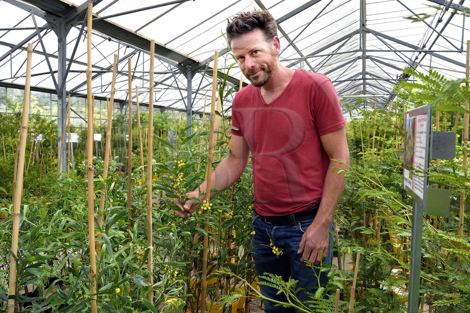 France, Var (83), Bormes-les-Mimosas, le pépiniériste Julien Cavatore, producteur spécialiste du mimosa