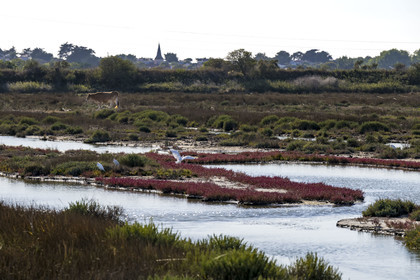 France, Vendée (85), Ile de Noirmoutier, vaches et aigrettes dans la Réserve Naturelle du Polder de Sebastopol