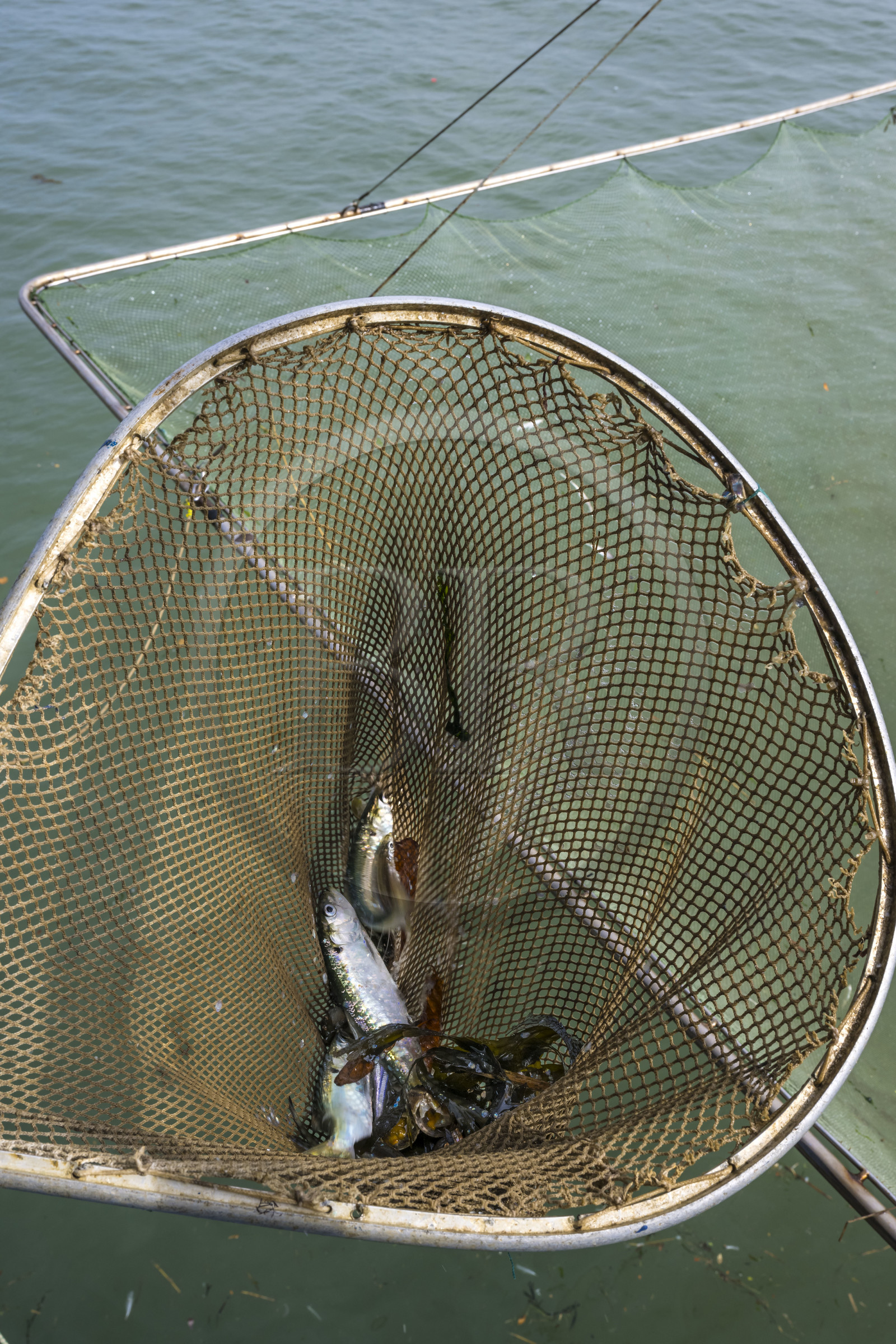 France, Loire-Atlantique (44), Estuaire de la Loire, Saint-Nazaire, plage de Trébézy, cabanes de pêche traditionnelle au carrelet, on récupère les poissons dans un deuxième filet plus petit, poignée d’éperlans