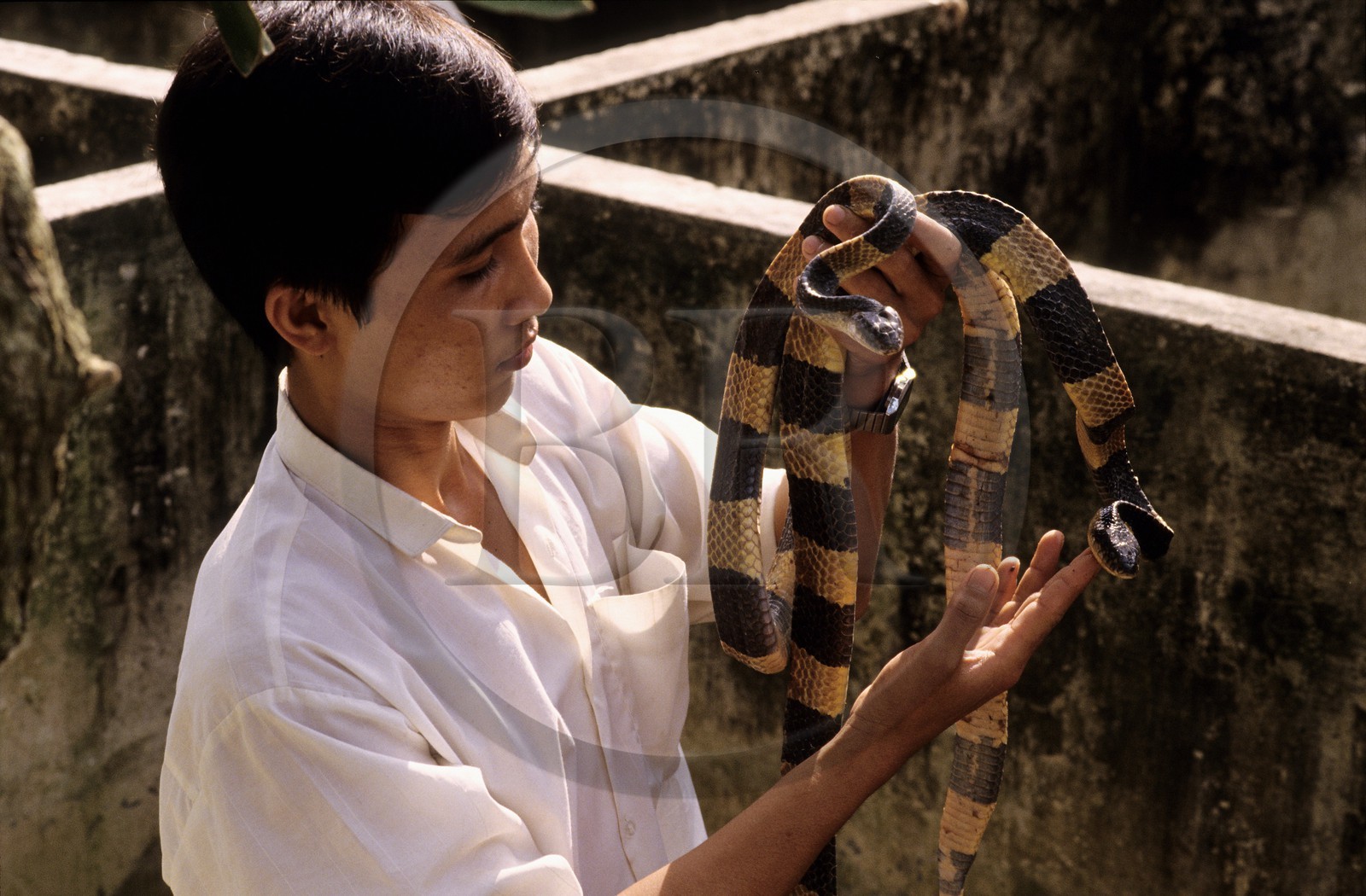 Vietnam, My Tho, la ferme aux serpents