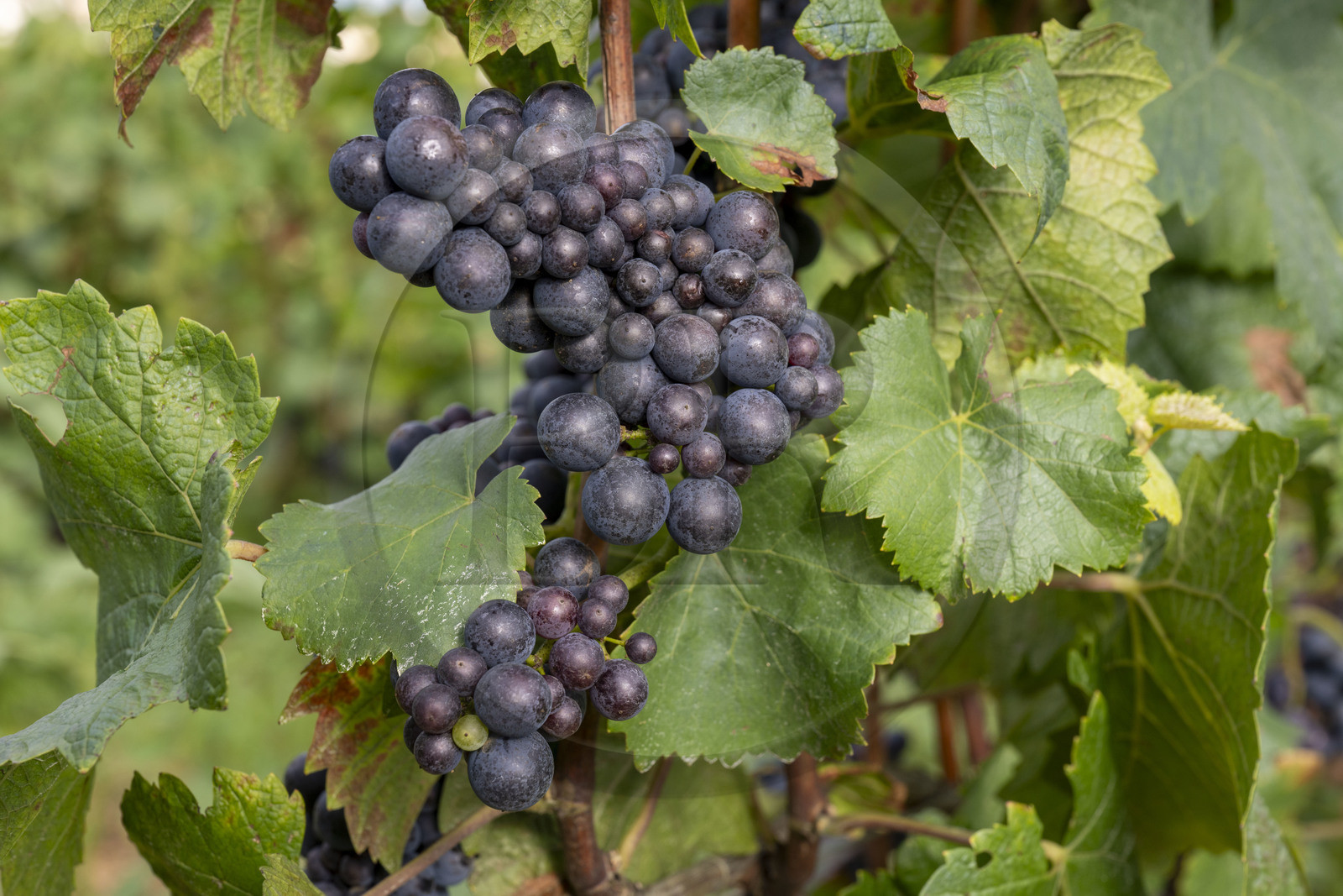 France, Côte-d'Or (21), les climats de Bourgogne classés Patrimoine Mondial de l'UNESCO, Côte de Beaune, Beaune, parcelle Les Grèves des Hospices de Beaune plantée en 1er cru de Beaune, grappe de raisin à quelques jours des vendanges