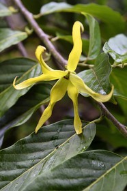 France, Ile de Mayotte, Grande-Terre, Ouangani, fleur d'ylang-ylang (Cananga odorata) et leur feuillage