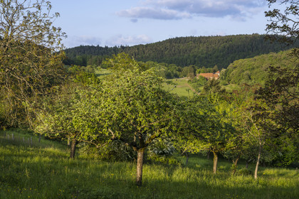 France, Bas-Rhin (67), Parc naturel régional des Vosges du Nord, Lembach, vergers du Fleckenstein et ferme restaurant Au Gimbelhof en arrière plan
