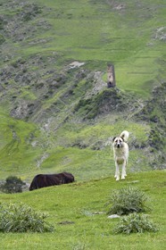 Géorgie, Kakheti, Parc national de Touchétie, vallée de la rivière Alazani dans les montagnes de Pirikiti, le chien Berger du Caucase est l'indispensable gardien de troupeaux