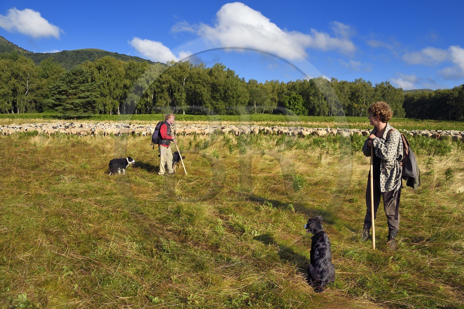 France, Puy-de-Dôme (63), Parc Naturel Régional des Volcans d'Auvergne, Chaine des Puys classée Patrimoine Mondial de l’UNESCO, les deux bergères Ostiane Vuillermoz et Charlotte Hevin gardant un troupeau de brebis Rava au pied du volcan Puy de Dôme