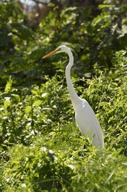 Nicaragua, Ile d'Ometepe réserve mondiale de Biosphère sur le lac Nicaragua, marais le long du Rio Istian, Grande Aigrette (Ardea alba)