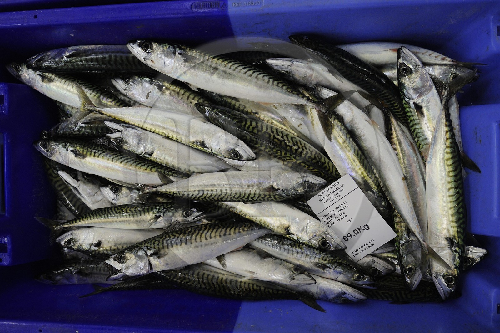 France, Loire-Atlantique (44),  port de La Turballe, la criée