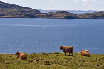 Royaume-Uni, Ecosse, Highland, Hébrides intérieures, Ile de Mull, vaches de race Highland