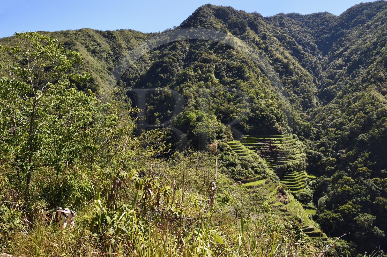 Philippines, province d'Ifugao, randonnée sur le sentier reliant les villages de Cambulo et Batad dans les montagnes de Banaue, en arrière plan les rizières en terrasses, classées Patrimoine Mondial de l'UNESCO