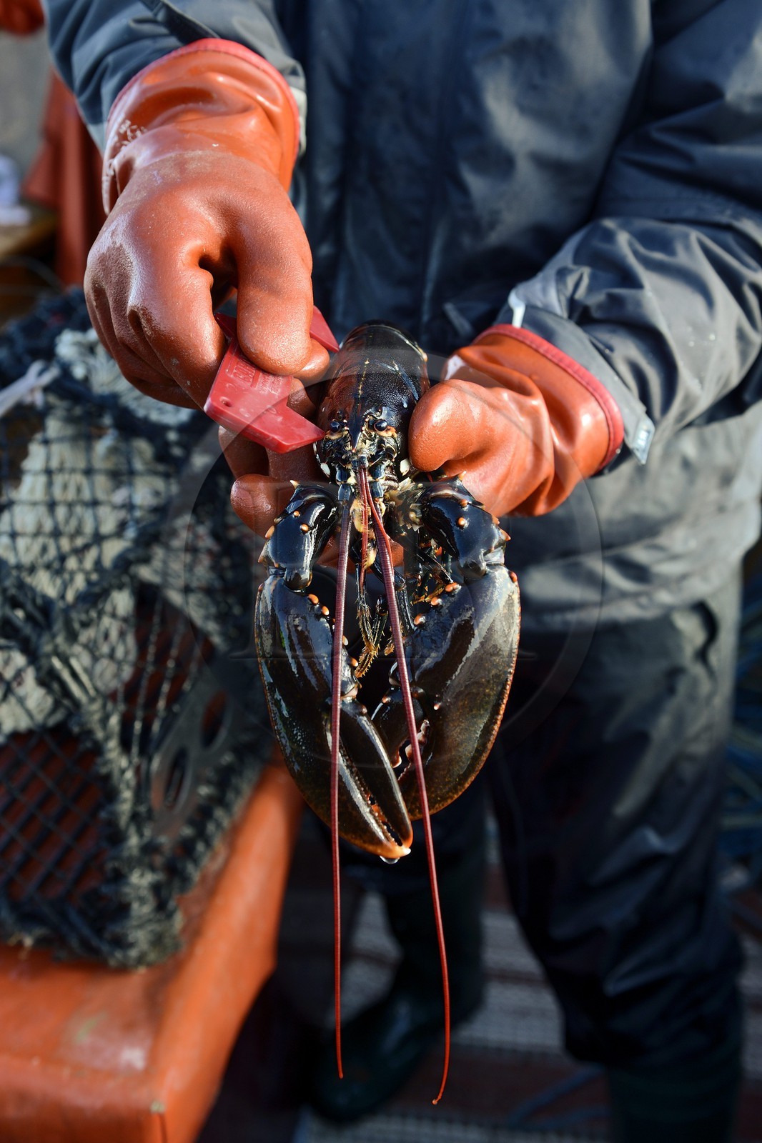 Suède, Västra Götaland, Iles Koster, sortie en mer pour récupérer les casiers à homards, vérification du calibrage