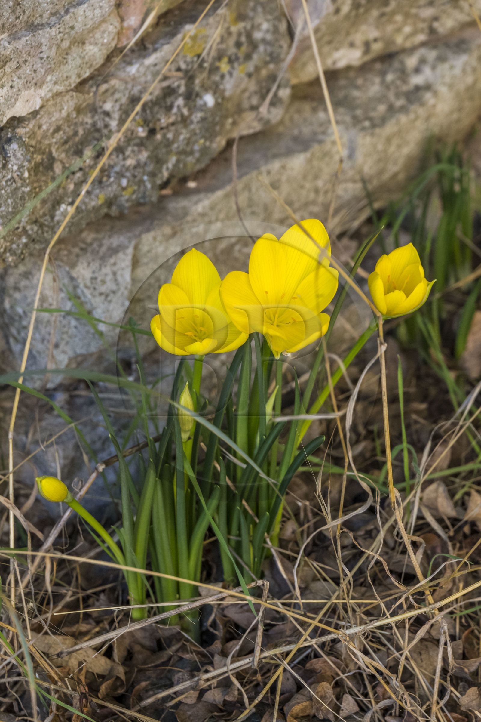 France, Hérault (34), les Causses et les Cévennes, paysage culturel de l'agro-pastoralisme méditerranéen inscrit au Patrimoine Mondial de l'UNESCO, Saint-Maurice-Navacelles, Crocus jaune (Sternbergia lutea) à floraison automnale dans le causse du Larzac