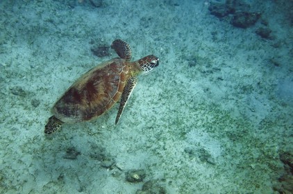 France, Ile de Mayotte, Grande-Terre, Kani-Keli, plage de N’Gouja, tortue (de mer) verte (Chelonia mydas)