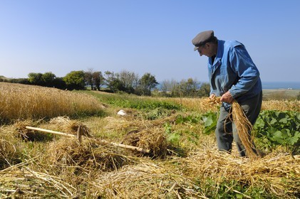 France, Manche (50), Cap de la Hague, Auderville, Auguste frère de  Paul Bedel au champ