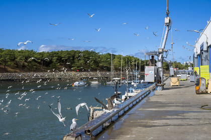 France, Vendée (85), Saint-Gilles-Croix-de-Vie, bateau à quai à la criée du port de pêche