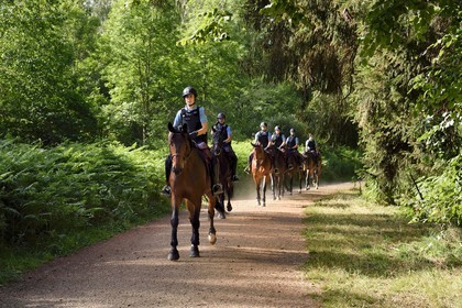 France, Puy-de-Dôme (63), Parc Naturel Régional des Volcans d'Auvergne, Chaine des Puys classée Patrimoine Mondial de l’UNESCO, gendarmes à cheval dans la forêt au pied du volcan Puy de Dôme