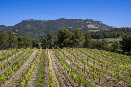 France, Vaucluse (84), Dentelles de Montmirail, Beaumes-de-Venise, vignobles et la montagne du Clapis en arrière plan