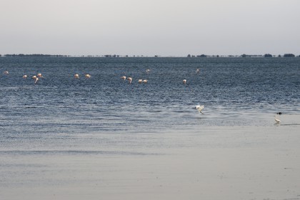 France, Bouches-du-Rhône (13), Parc naturel régional de Camargue, étang de Vaccares, aigrettes et flamants roses (Phoenicopterus roseus)