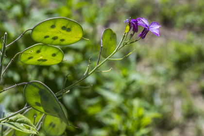France, Vaucluse (84), Sarrians, lunaire annuelle ou Monnaie-du-pape (Lunaria annua)