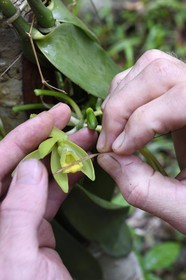 France, Ile de Mayotte, Grande-Terre, Ouangani, fécondation manuelle de la vanille avec une épine de citronnier