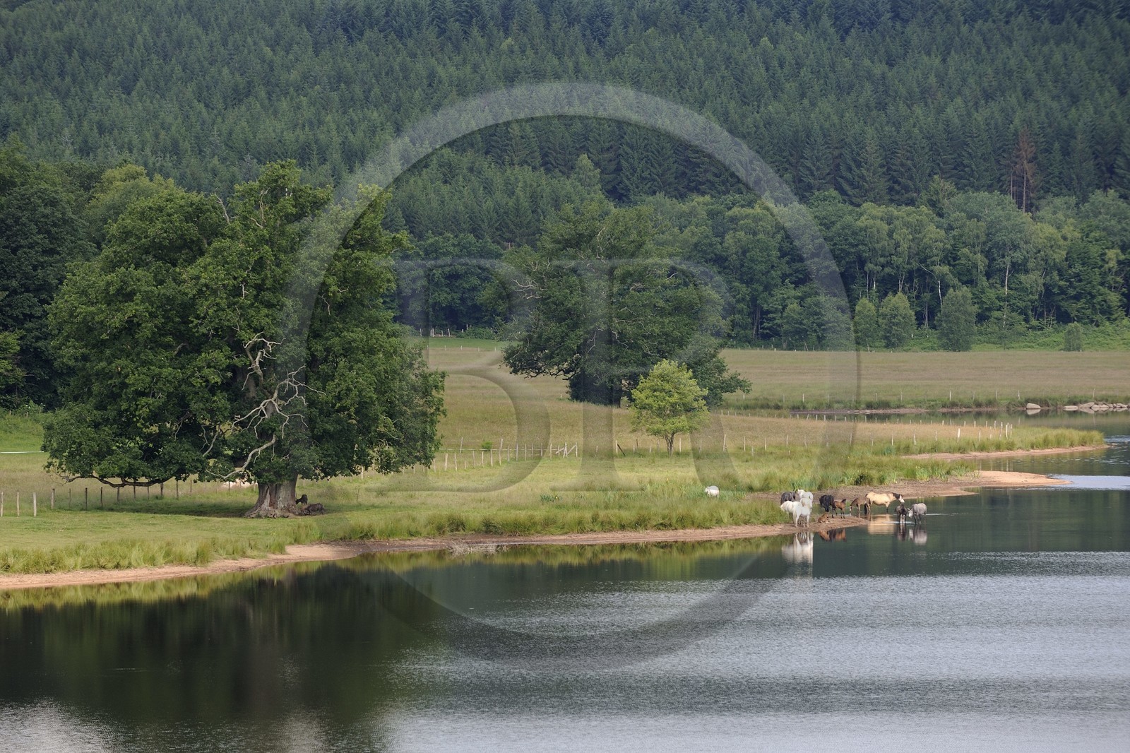 France, Nièvre (58), lac de Saint-Agnan