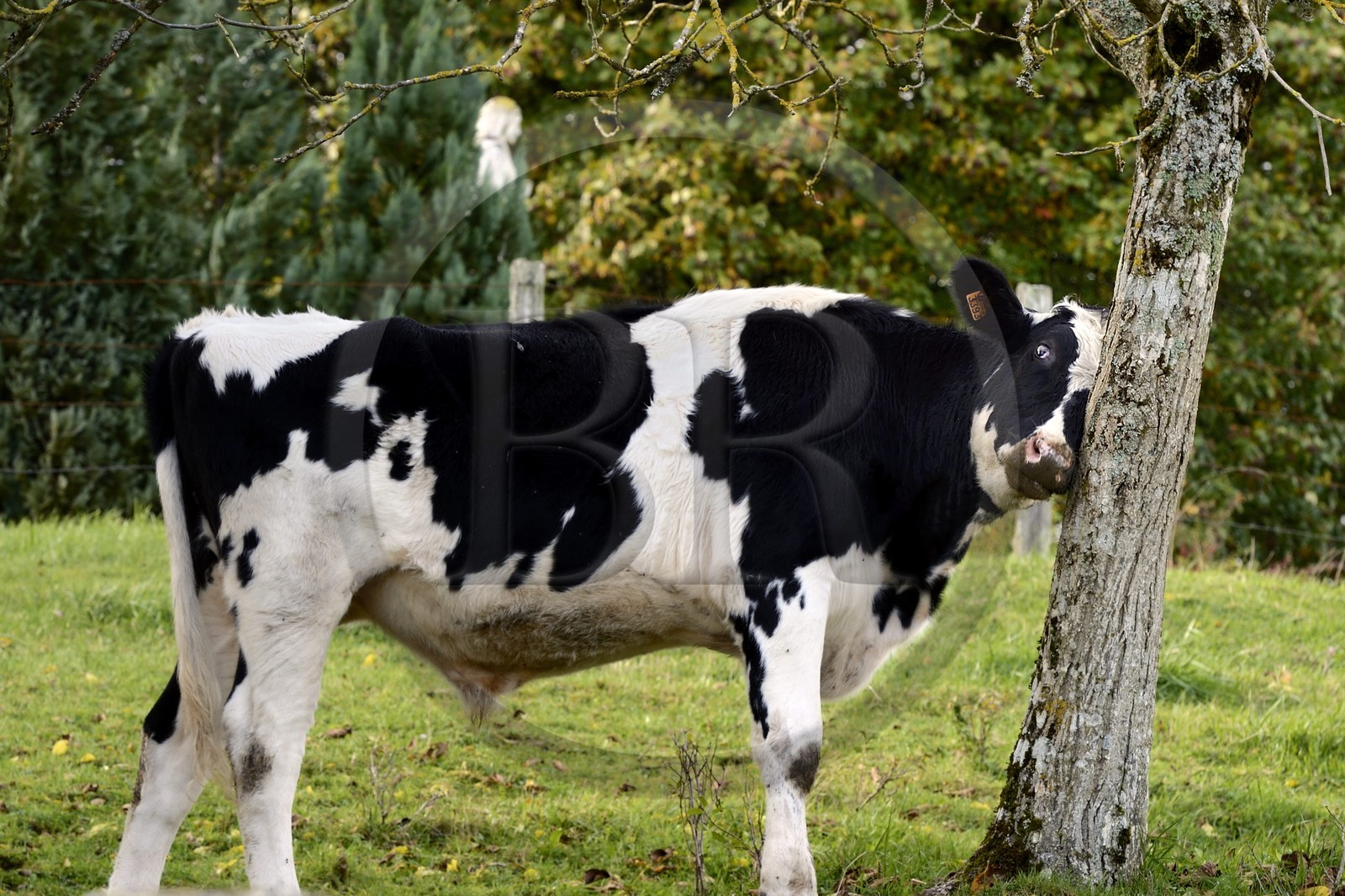 France, Meuse (55), Parc régional de Lorraine, Cotes de Meuse, Viéville-sous-les-Côtes, vache sous un mirabellier