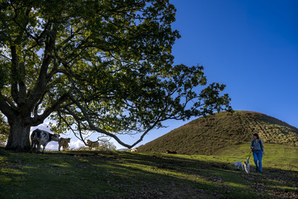 France, Pyrénées-Atlantiques (64), Pays-Basque, vallée des Aldudes, vaches sur la colline d'Elizamendi au dessus du village d'Urepel
