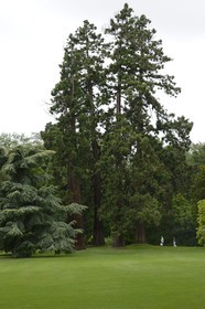 France, Ille-et-Vilaine (35), Rennes, Parc du Thabor, les grandes ouvertures du jardin anglais conçu par Denis Bühler offrent des panoramas, séquoia