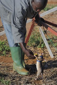 Tanzanie, université de Morogoro, centre de recherche Apopo de technologie de détection par les rats de mines anti-personnel, entrainement des rats à la détection de TNT sur le terrain