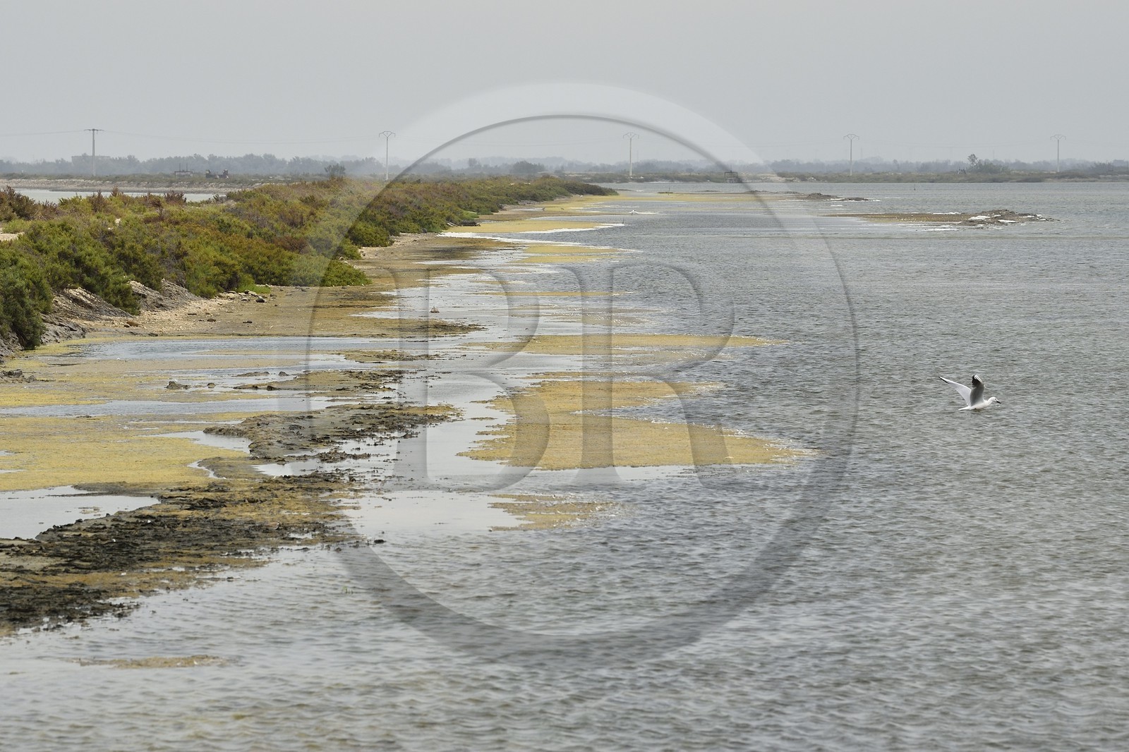 France, Bouches-du-Rhône (13), Parc naturel régional de Camargue, l’étang du Vaisseau et Vieux Rhone, digue de terre