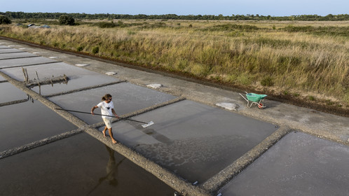 France, Charente-Maritime (17), Ile d'Oléron, Saint-Georges-d'Oléron, cueillette artisanale de la fleur de sel avec une lousse à fleur par le saunier Samuel Barbereau (vue aérienne)