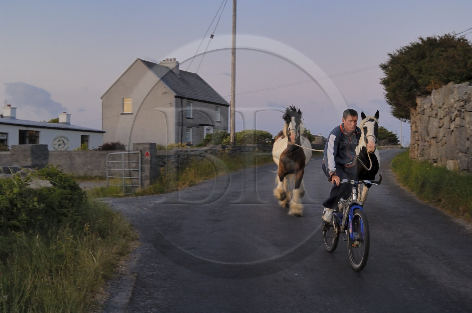 Irlande, Comté de Galway, Aran Islands, Inishmore, retour de nuit à bicyclette en tenant ses deux chevaux