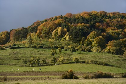 France, Meuse (55), Parc régional de Lorraine, Cotes de Meusevers Bonzée, troupeau de vaches