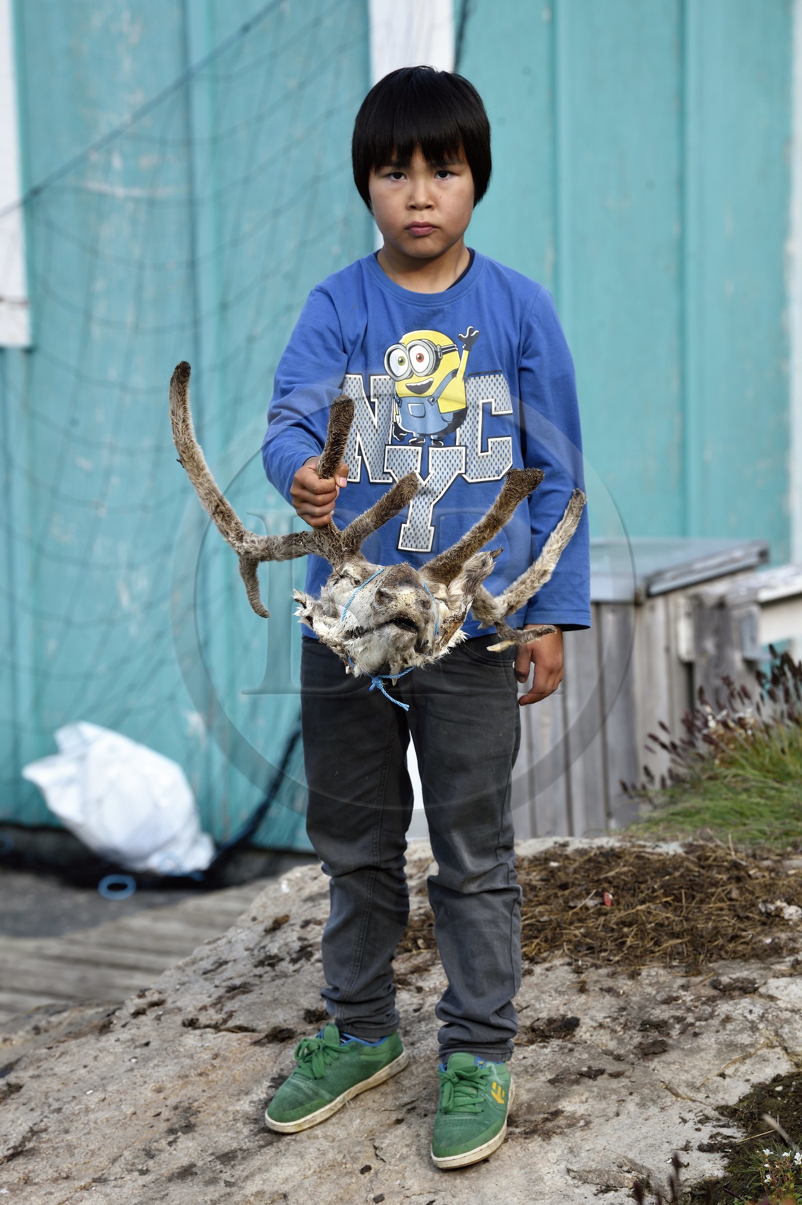 Groenland, cote ouest, baie de Baffin, Upernavik, jeune inuit montrant une tête de renne chassé par son père