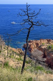 France, Var (83), Agay commune de Saint-Raphaël, massif de l'Estérel, Massif du Cap Roux, la Corniche d'Or, arbres calcinés par les incendies vers la calanque de Saint-Barthélemy
