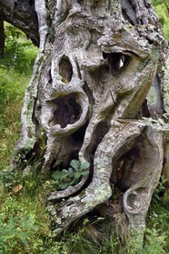 France, Var (83), Massif des Maures, Collobrières, tronc de chataignier