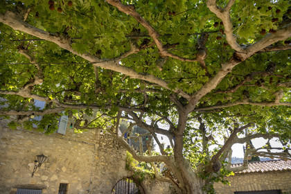 France, Vaucluse (84), Dentelles de Montmirail, le village médiéval de Séguret, labellisé Les Plus Beaux Villages de France, la place des Arceaux où d'énormes platanes plantés vers 1860 entremêlent leurs branches pour former une tonnelle