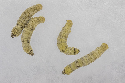 France, Gard (30), Monoblet, l'Atelier Sericyne relance la sériciculture française, élevage de vers à soie et production de soie d'exception et intissée pour la réalisation d'objets de décoration