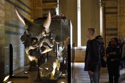 Royaume-Uni, Londres, Kensington, musée d’histoire naturelle (Natural History Museum), squelette de Triceratops
