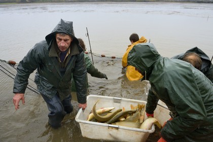 France, Indre (36), le Berry, parc naturel régional de la Brenne, étangs Foucault, vidange d'un étang de peche et récolte des poissons à la main dans un filet, brochet (Esox lucius)