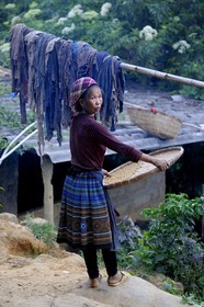 Vietnam, province de Lao Cai, région de Bac Ha, une femme Hmong Fleur trie le grain