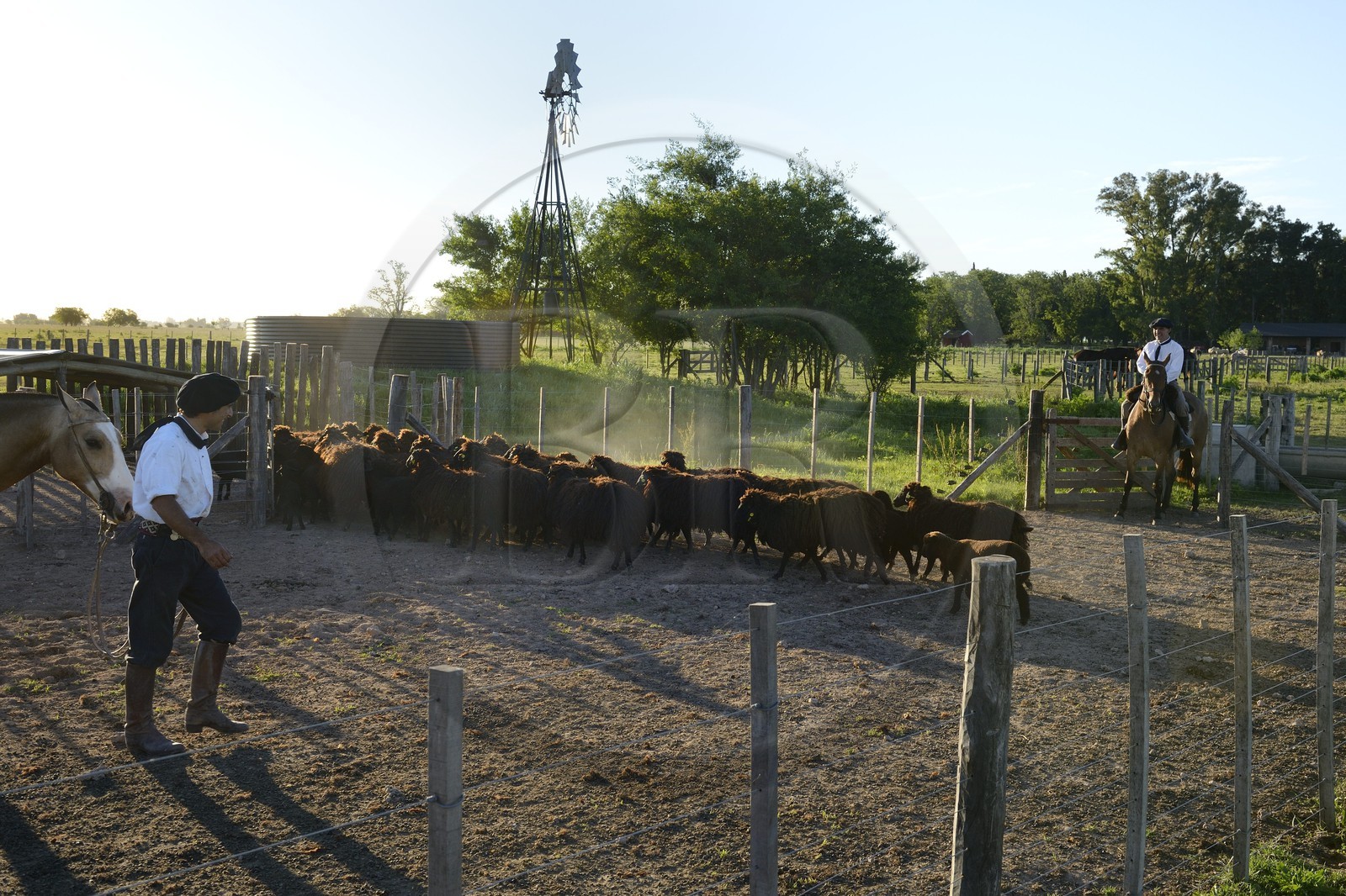 Argentine, province de Buenos Aires, San Antonio de Areco, estancia La Bamba de Areco, gauchos au travail avec un troupeau de moutons