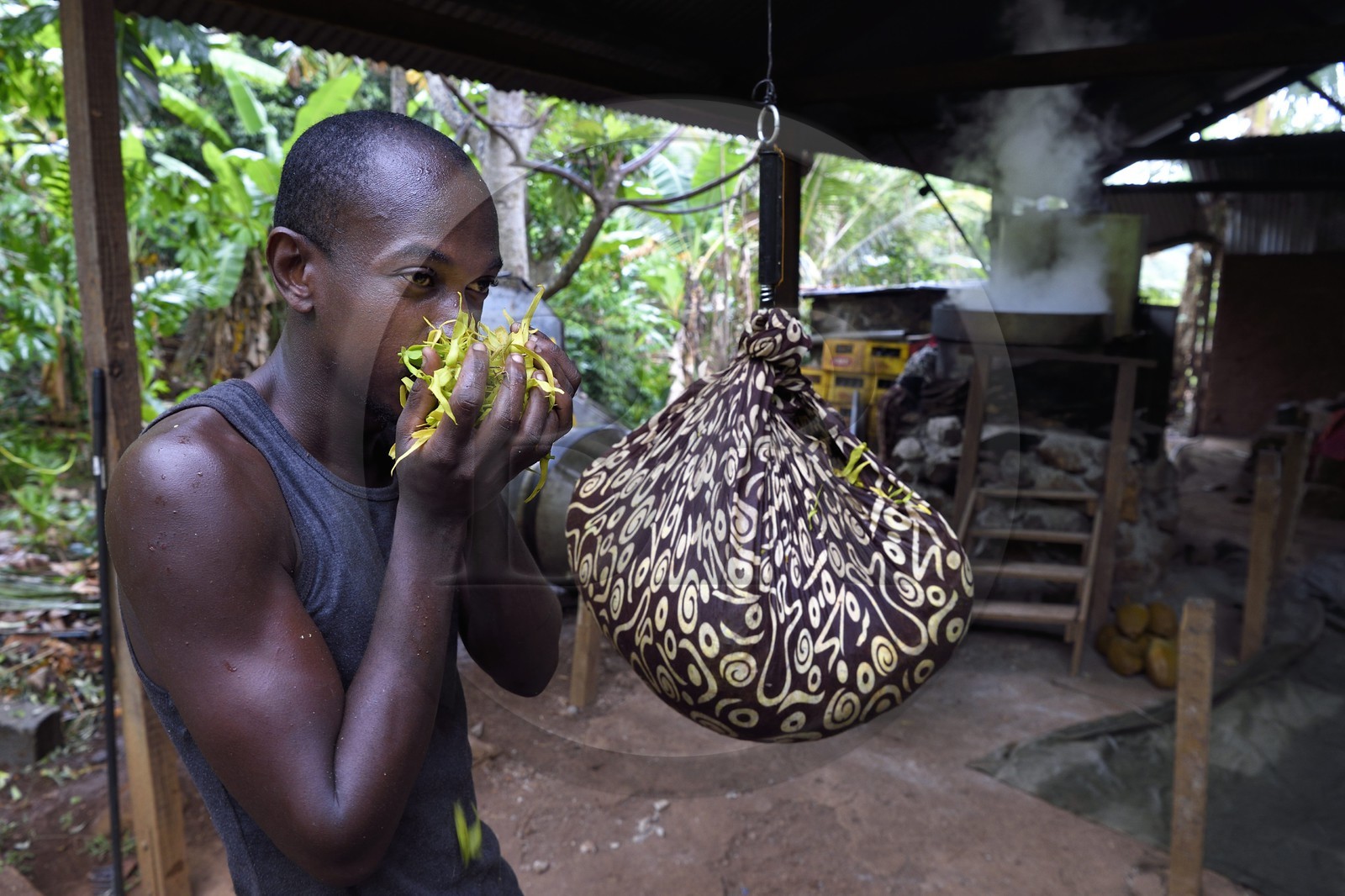 France, Ile de Mayotte, Grande-Terre, Ouangani, pesée à la distillerie de fleurs d'Ylang-ylang fraichement cueillies, on en extrait une huile essentielle utilisée en parfumerie, Hassani Soulaimana co-dirigeant de Aromaoré