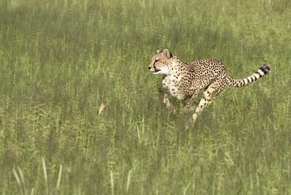 Namibie, Otjiwarongo, Cheetah Conservation Fund, centre de recherche et d'éducation, guépard (Acinonyx jubatus) entrainé à courir pour rester en forme et sain