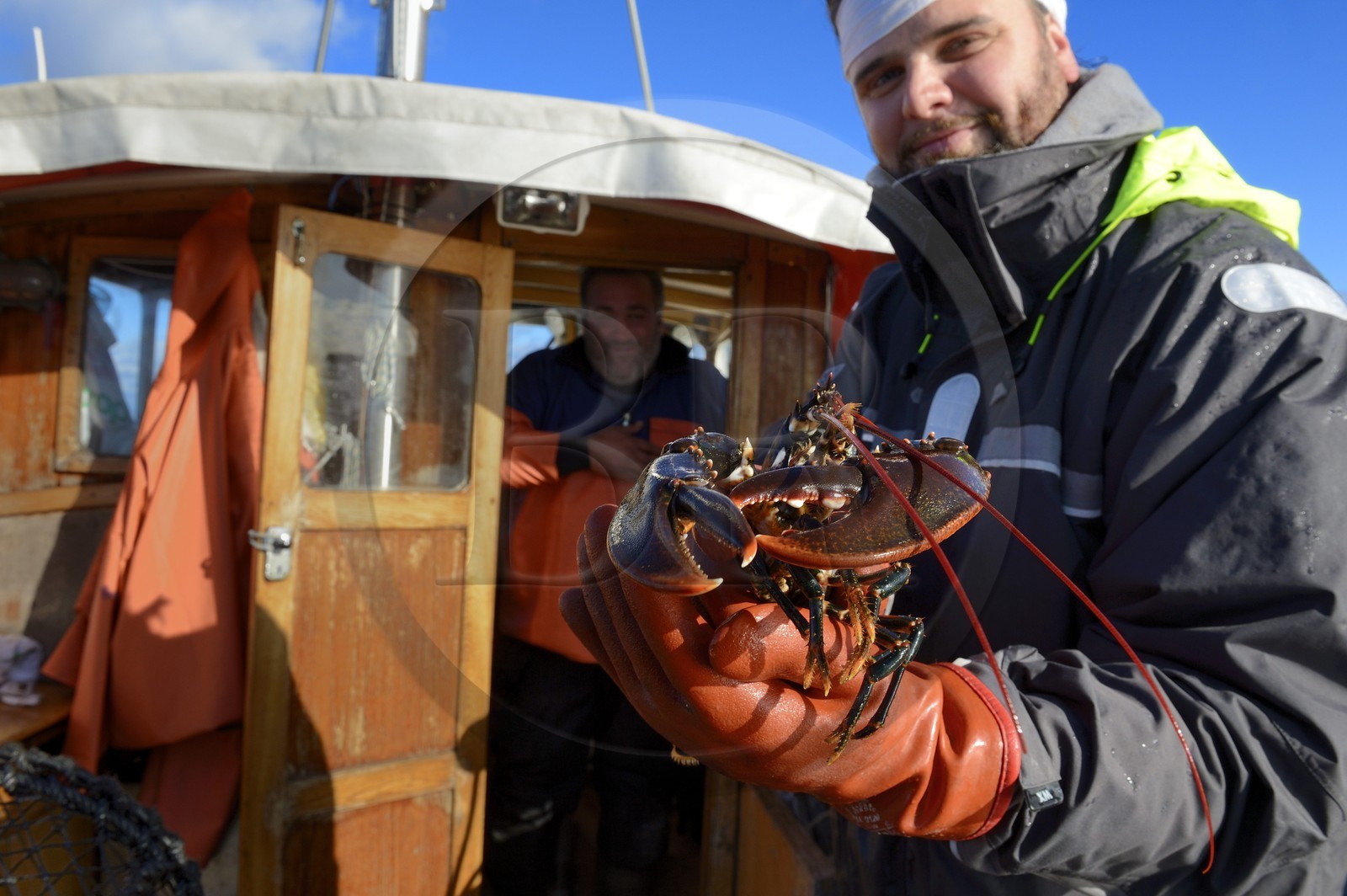 Suède, Västra Götaland, Iles Koster, sortie en mer pour récupérer les casiers à homards, homard
