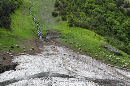 Géorgie, Kakheti, Parc national de Touchétie, vallée de la rivière Alazani dans les montagnes de Pirikiti, troupeau de moutons traversant un névé en bordure de rivière